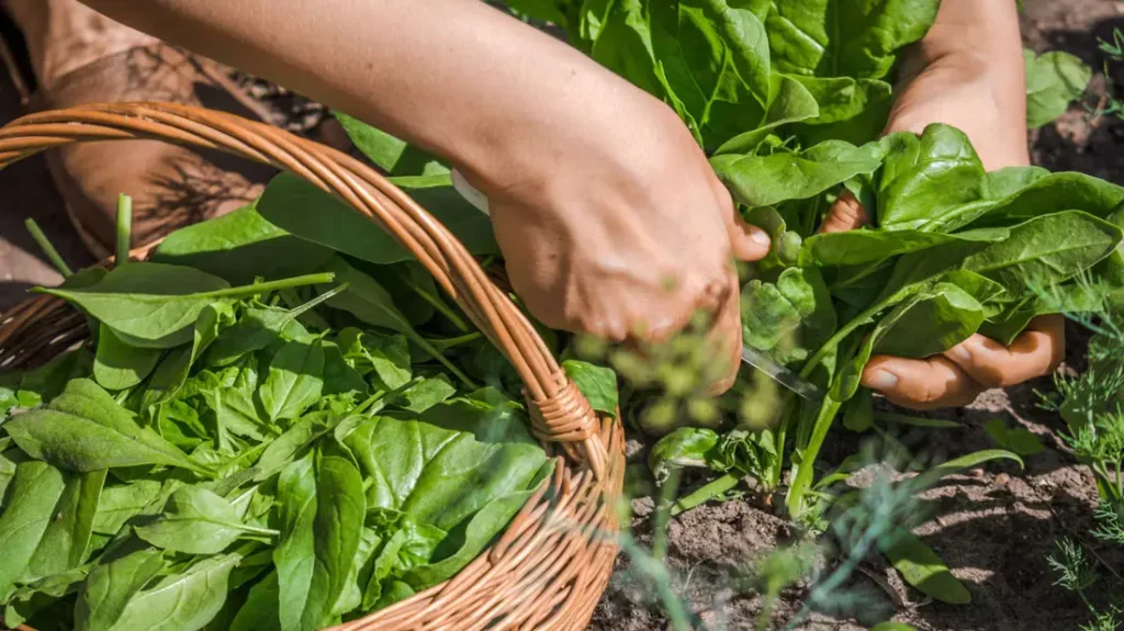 Winter vegetables to grow
