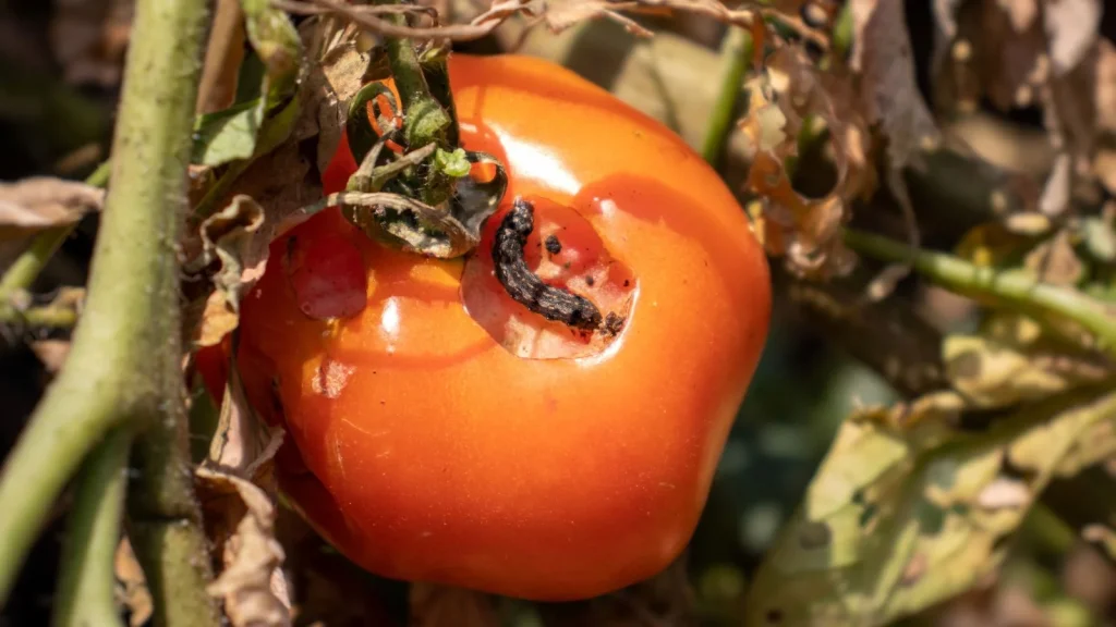 tomato pests problems