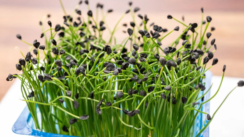 A-bundle-of-chive-microgreens-in-a-translucent-blue-tray-on-a-white-surface