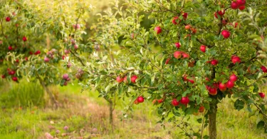 grow apple trees