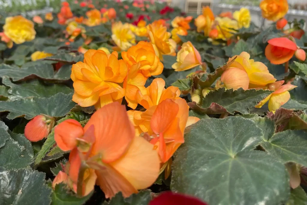 Begonias