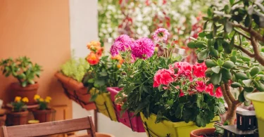 balcony pot gardening