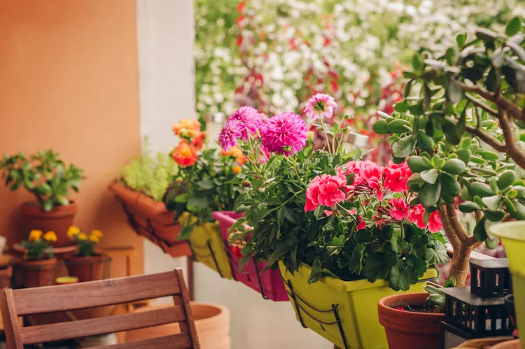 Best Flowering Plants for Balcony Gardens