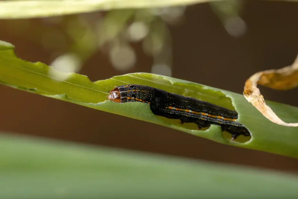 Caterpillar-eating-a-chive-leaf