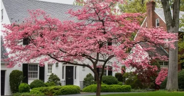 Dogwood Tree