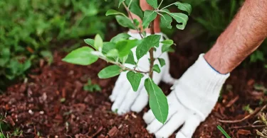 Fall-Planting-Guide-tree-planting
