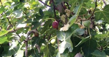 Fruit-fig-tree