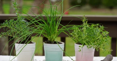growing chives