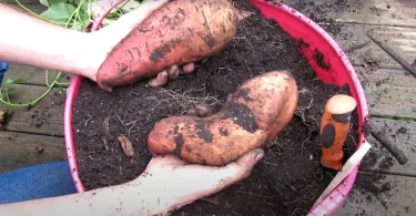 Grow Sweet Potatoes in Containers