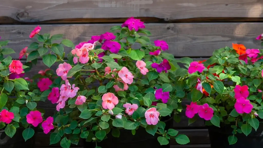 Impatiens