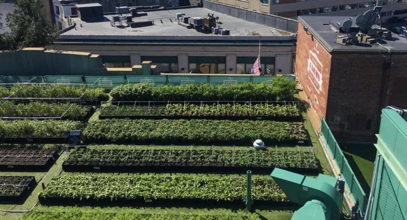 Irrigation Strategies for Rooftops