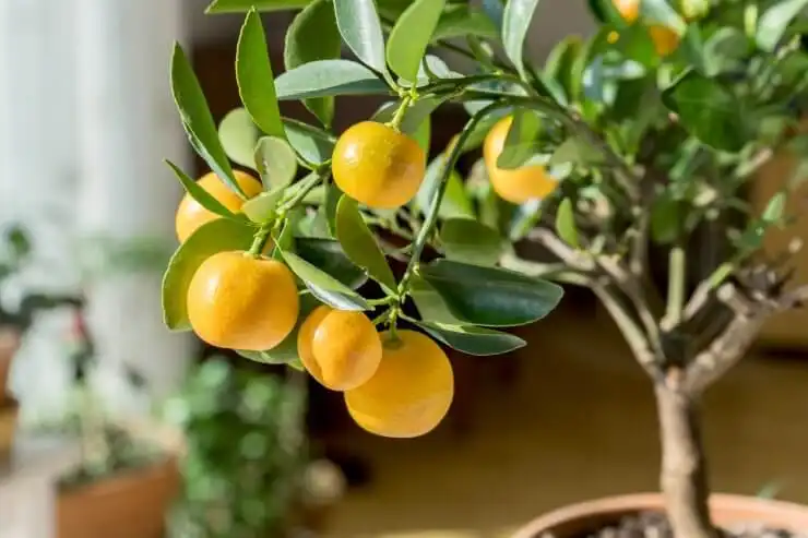 Lemon Trees Indoors