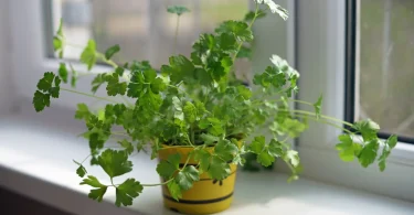 Light Requirements for parsely plants