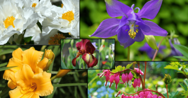 Low Maintenance Flowers