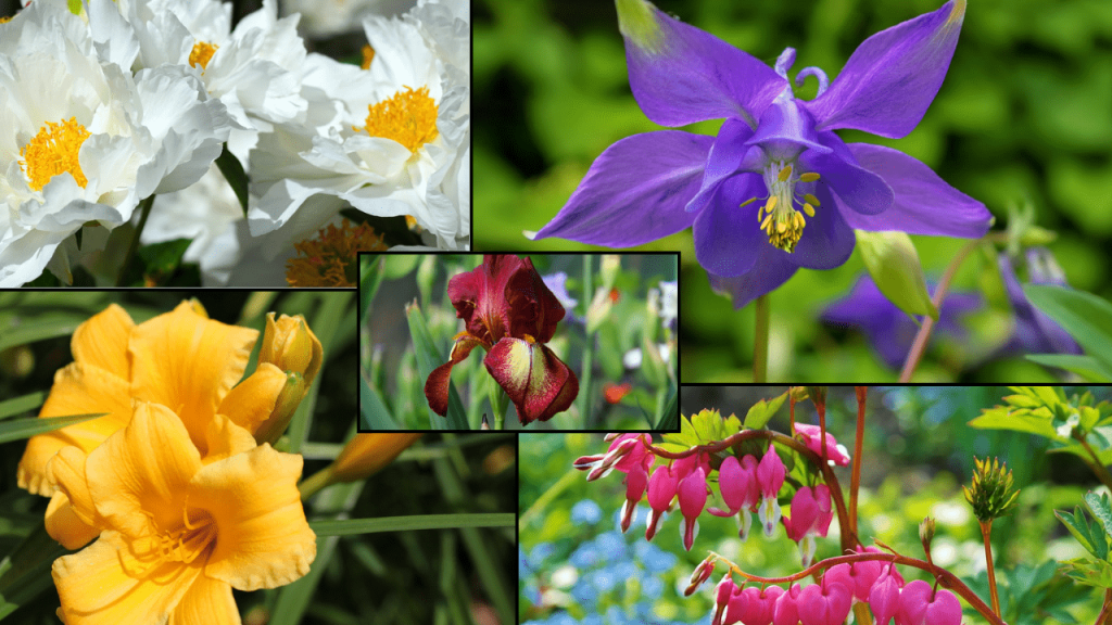 Low Maintenance Flowers