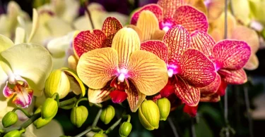 Managing excess moisture orchids