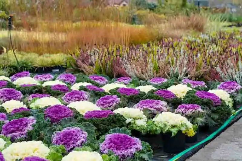 Ornamental Kale and Cabbage
