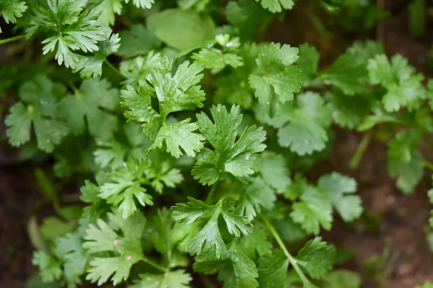 Parsley in balcony