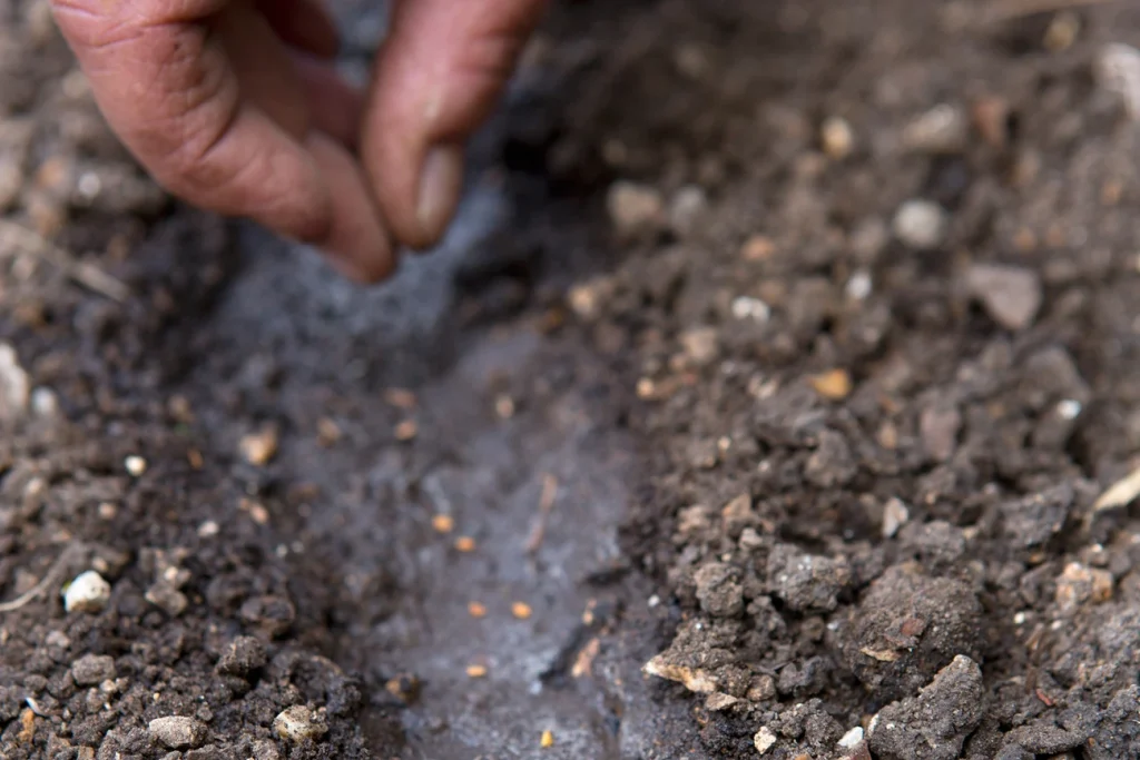 Planting Foxglove Seeds