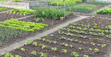 Spacing Rules for Planting