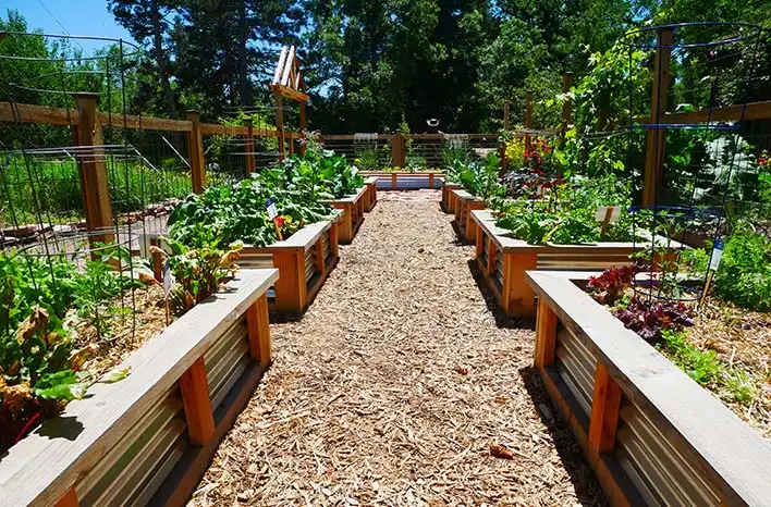 Raised Beds
