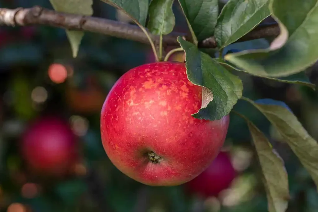 Ripe-Apples-Growing-on-the-Tree