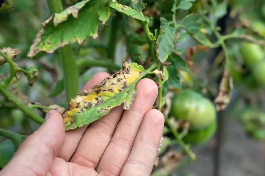 Septoria-Leaf-Spot-on-a-Tomato-Plant-Hero