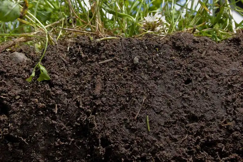 Soil Health