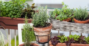 culinary herbs