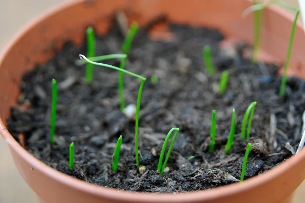 Starting Chives from Seed