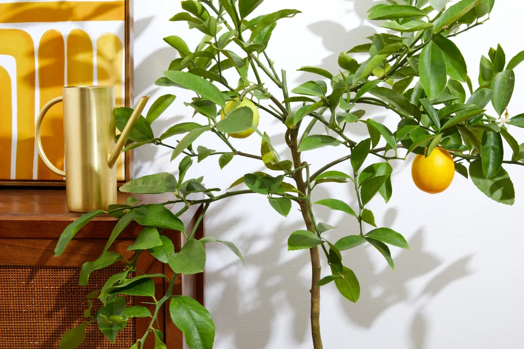 grow lemon trees indoors