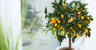 The Perfect Potting Mix and Container for Your Indoor Lemon Tree