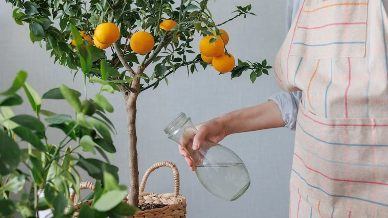 Watering and Feeding Your Indoor Lemon Tree