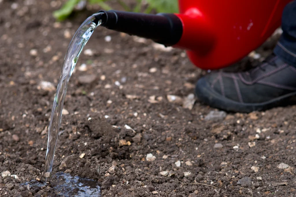 Watering and Feeding foxgloves