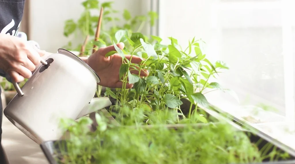Watering and Humidity for parsely plants