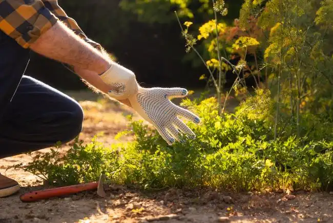 Wear gloves while working with sick plants