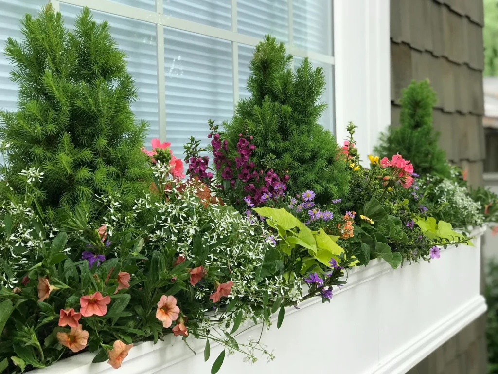Winter Balcony Container Gardening