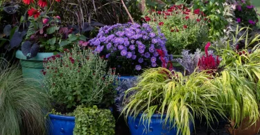 winter hardy plants