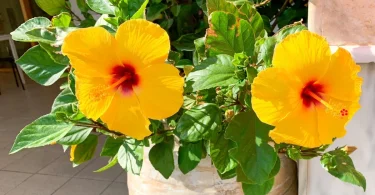 Yellow-hibiscus-in-a-pot-illuminated-by-sun