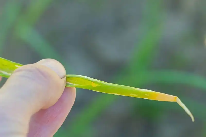 Yellowing Leaves of chives