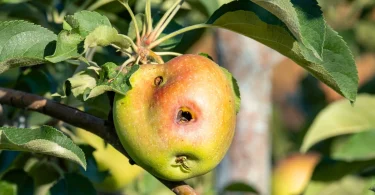 fruit disease prevention
