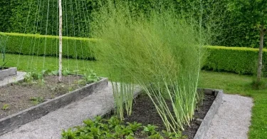 grow asparagus