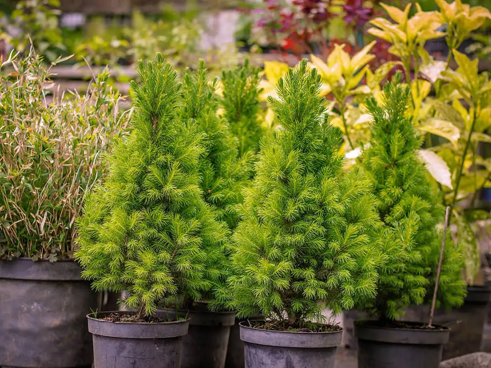 container gardening ideas