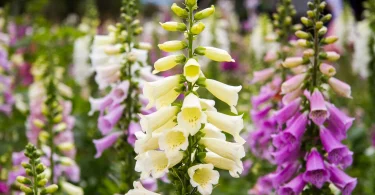 foxgloves blooming