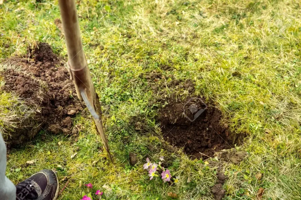garden-work-with-a-spade-digging-a-hole-in-the-meadow-for-planting-a-tree