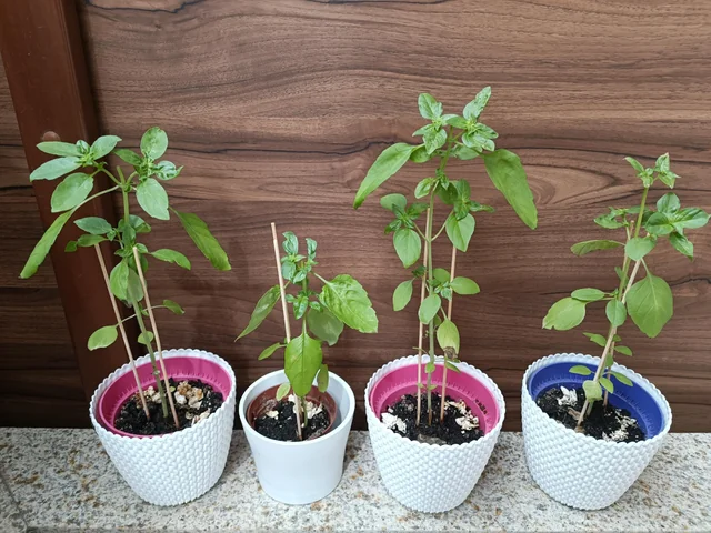 growing-basil-on-balcony