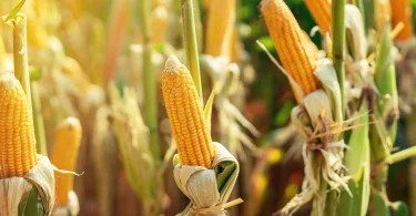 growing_corn