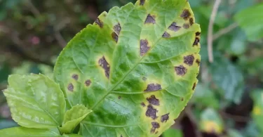 leaf spot disease