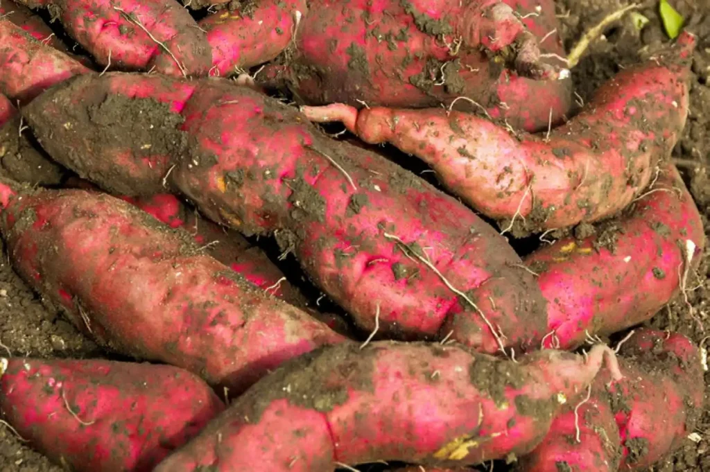 how-to-grow-sweet-potatoes-in-the-home-garden
