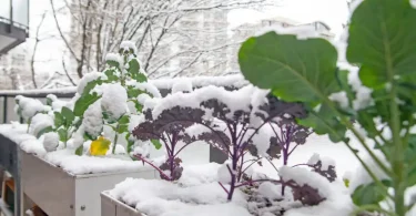 Maintaining Plant Health After Winter